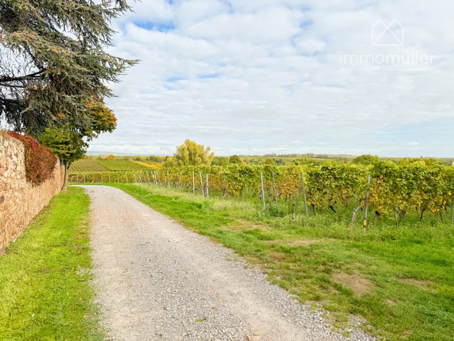 wenige Schritte direkt in den Weinbergen!! Einfamilienhaus Dackenheim